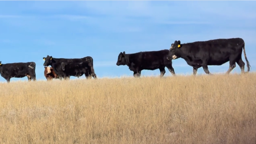 Home-raised, 1400lb April-May calvers! ~ Gonna sell fast ~ BC1010A5